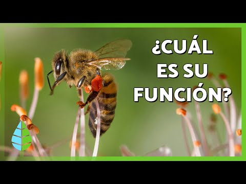 Cuál es la función de las abejas en la naturaleza? Abeja reina, abejas obreras y zánganos