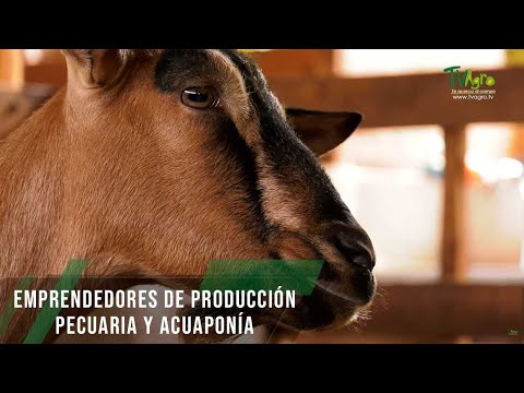 Emprendedores de producción Pecuaria y Acuaponía - TvAgro por Juan Gonzalo Angel Restrepo