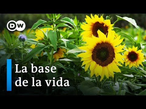 Arar para el clima: tierra sana, mundo sano | DW Documental
