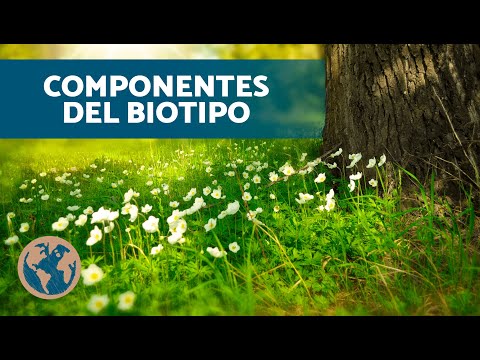 ¿Qué es un biotipo? (Diferencia entre biotopo y biocenosis)