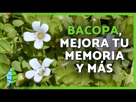 La Bacopa Monnieri y sus beneficios: Propiedades, cómo tomarla y contraindicaciones