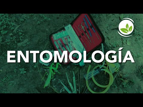 ENTOMOLOGÍA ¿Qué es y porqué es importante?