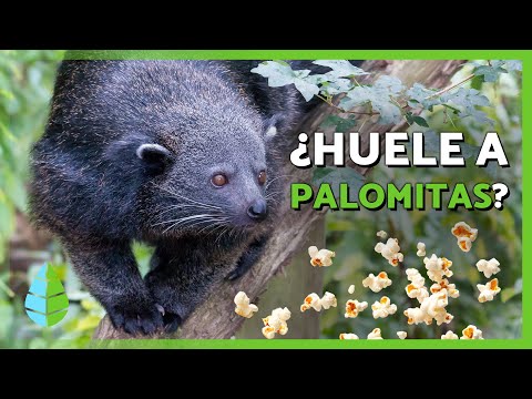 ¿Qué es el binturong o manturón? Características, olor, dónde vive y alimentación
