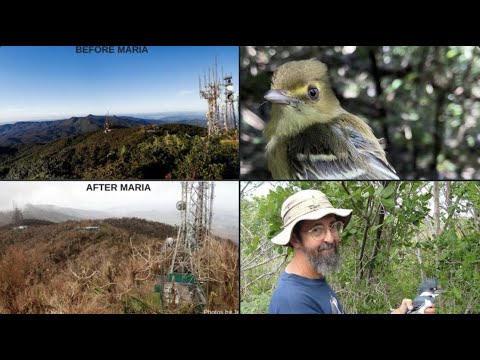 Seminario Especial Ornitología ICN: Joseph Wunderle - Efecto de huracanes sobre aves