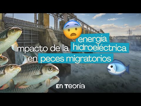 ¿Qué pasa con los peces cuando construimos una represa?