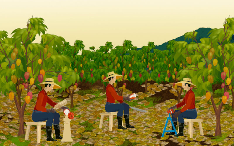 Corte y desgrane del cacao