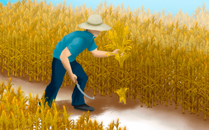 Cosecha y obtención de harinas