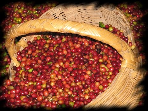 Cosecha tardía de café, una producción de mayor rentabilidad