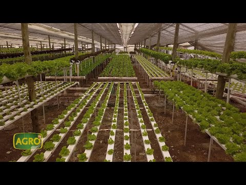 Finca El Sauce: Como producir 5.000 lechugas por día en hidroponia (#915 2021-02-13)