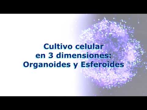 Cultivo Celular en 3 Dimensiones: Organoides y Esferoides