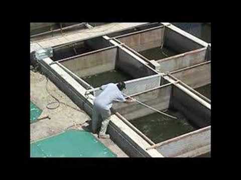 Producción de biomasa de algas del mar der Salton