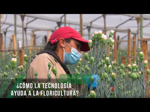 Cómo la tecnología ayuda a la floricultura - TvAgro por Juan Gonzalo Angel Restrepo