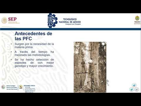 Clase 1 Plantaciones Forestales