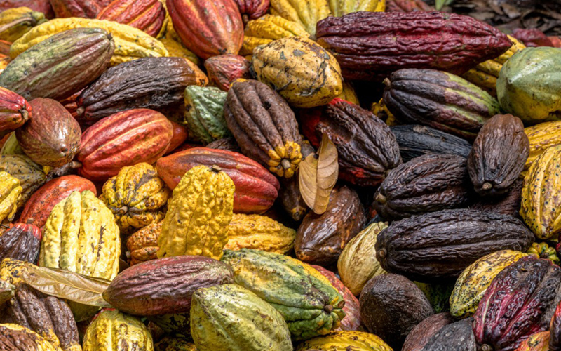 Las mujeres que lideran los cultivos de cacao en el Cesar